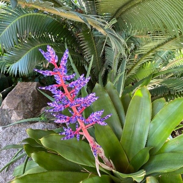 Aechmea fendleri Blüte