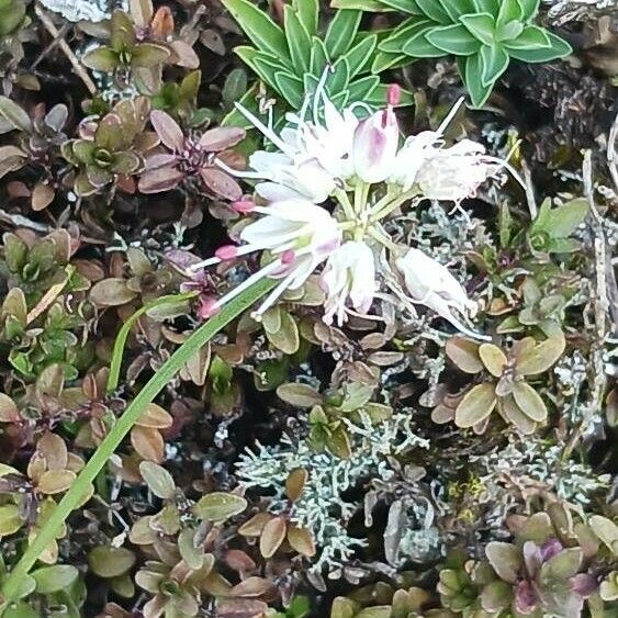 Allium ericetorum Blüte
