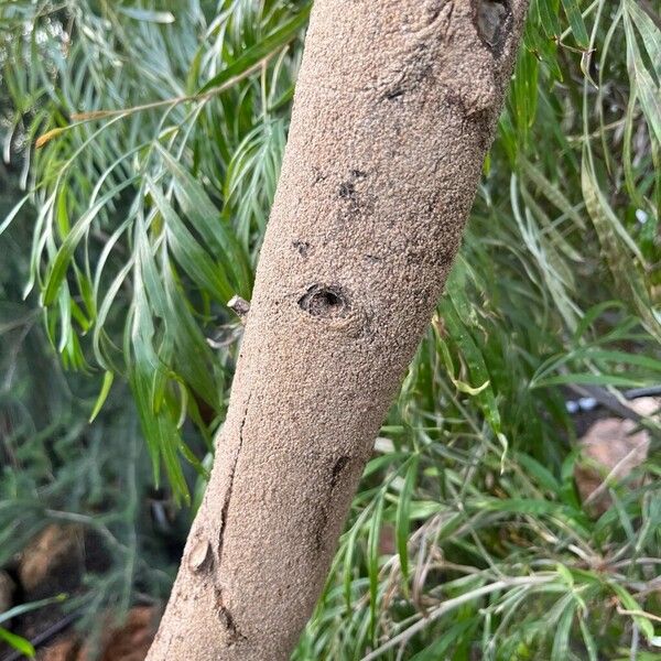 Acacia saligna Bark