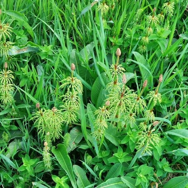 Equisetum sylvaticum Habitus