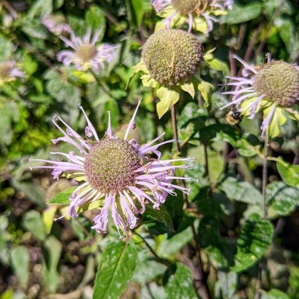 Monarda fistulosa Flower