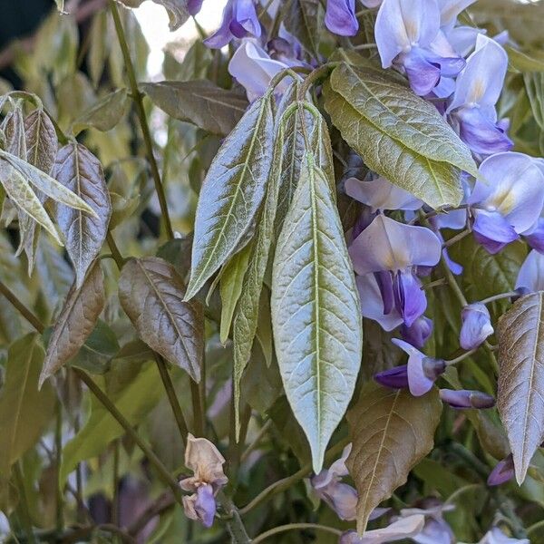 Wisteria sinensis 葉