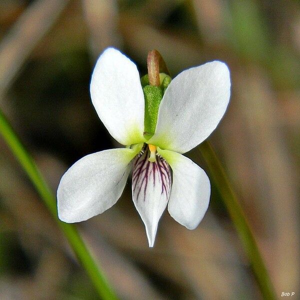 Viola lanceolata Flower