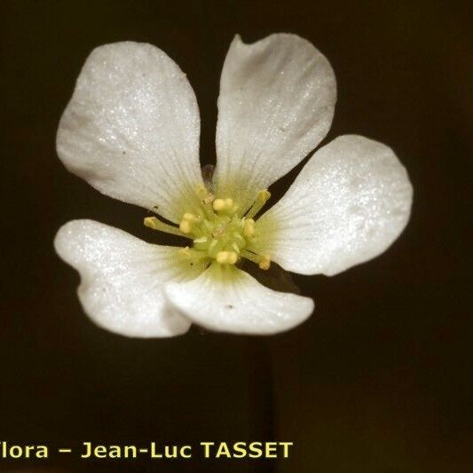 Ranunculus ololeucos Květ