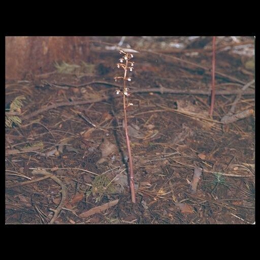 Corallorhiza maculata Blomma