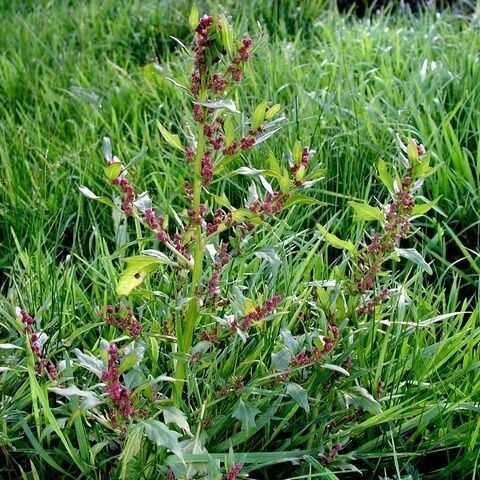 Chenopodium rubrum Tervik taim