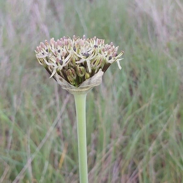 Allium cyrilli Blomst