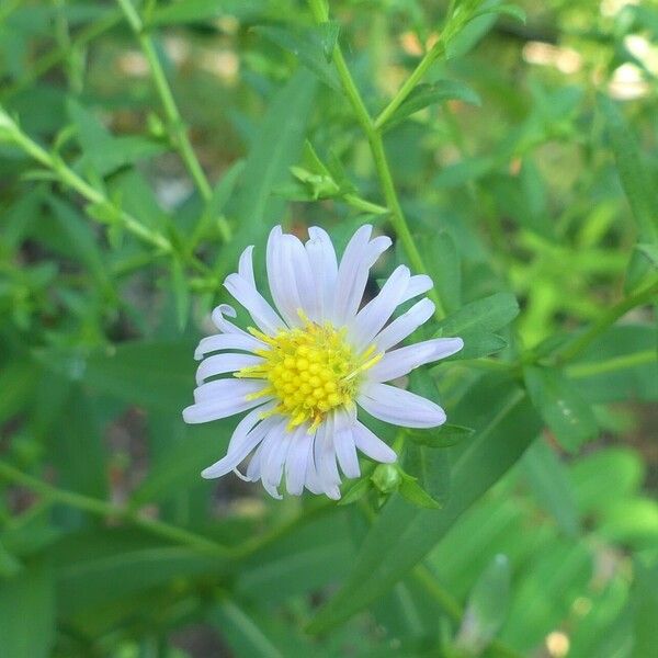 Symphyotrichum puniceum 花