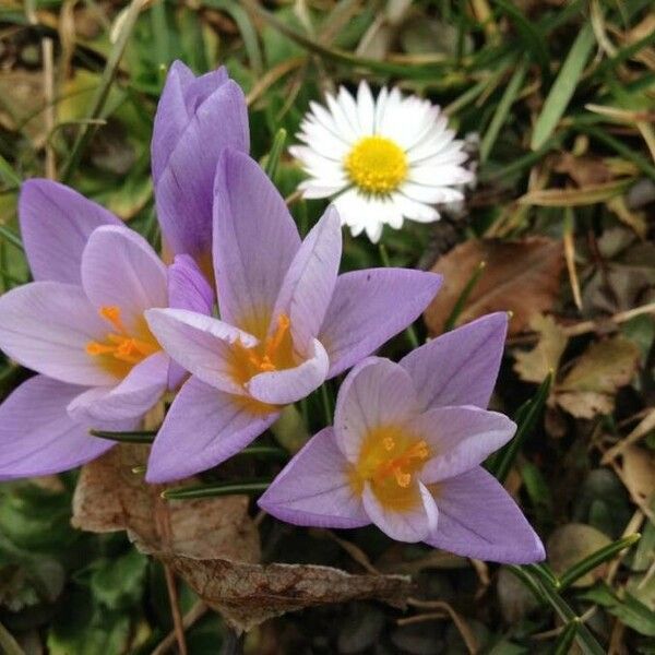 Colchicum autumnale Çiçek