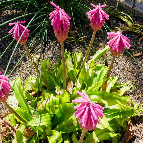 Veltheimia bracteata ശീലം