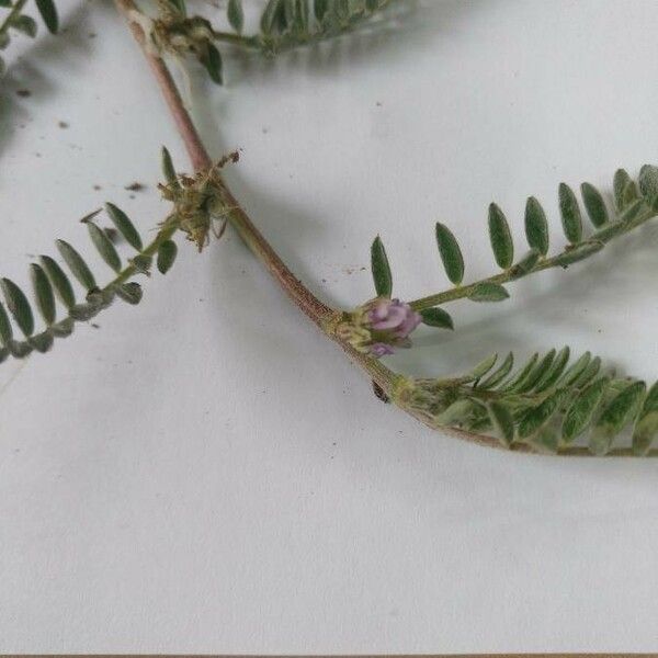 Astragalus sesameus Flower