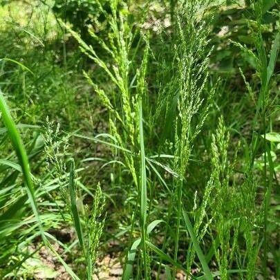 Poa trivialis Folha