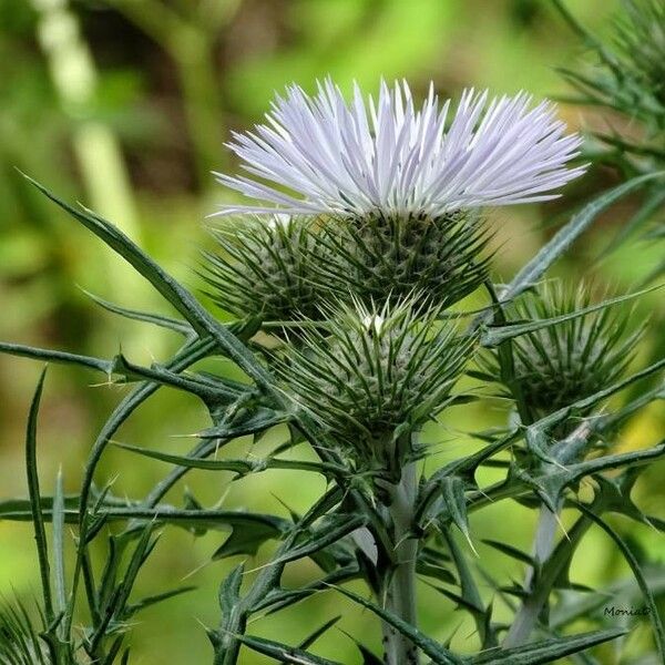 Galactites tomentosus Blomma