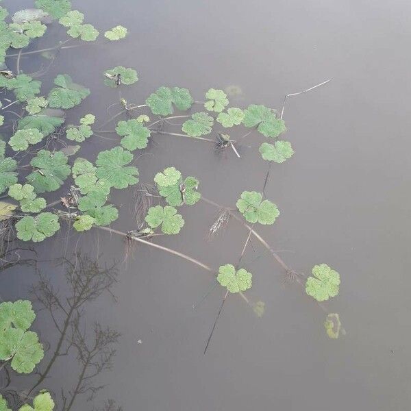 Hydrocotyle ranunculoides Cortiza