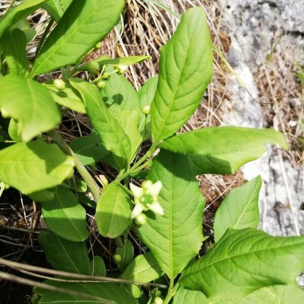 Euonymus europaeus Лист