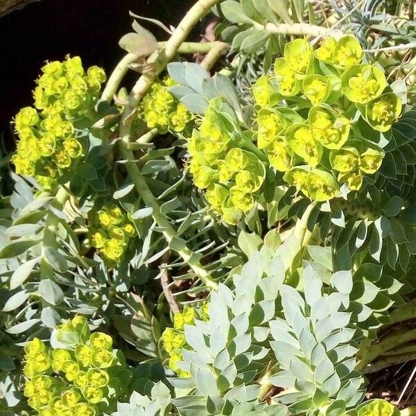 Euphorbia myrsinites Flower