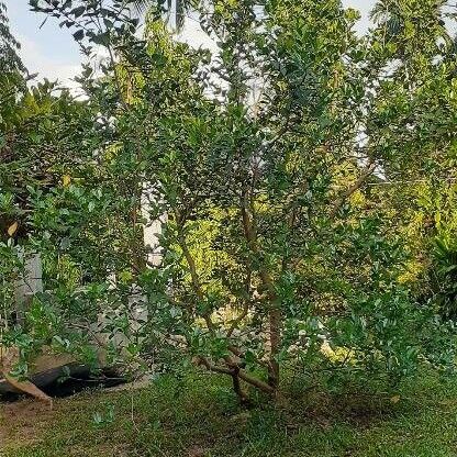 Psidium friedrichsthalianum (Costa rican guava)