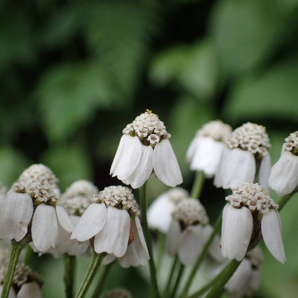 Achillea macrophylla Cvet