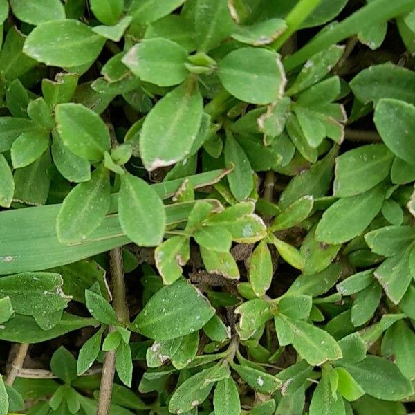 Phyla nodiflora Leaf