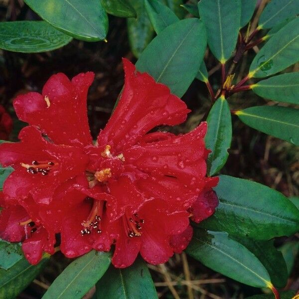 Rhododendron neriiflorum Blüte