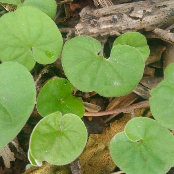 Dichondra micrantha Leaf