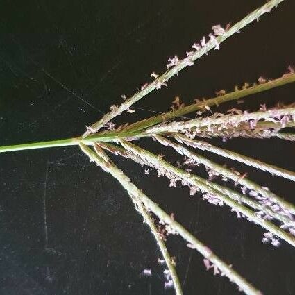 Digitaria eriantha Flower