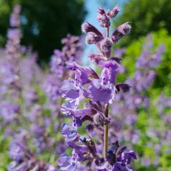 Nepeta racemosa Flower