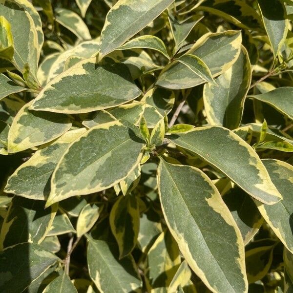 Ligustrum lucidum List