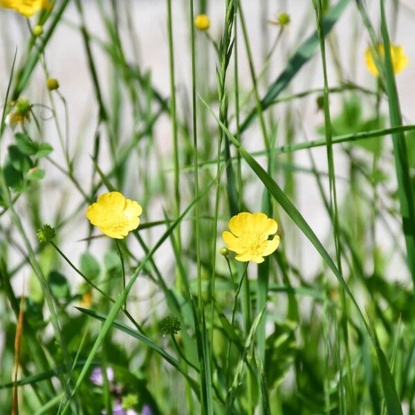 Ranunculus acris Flower