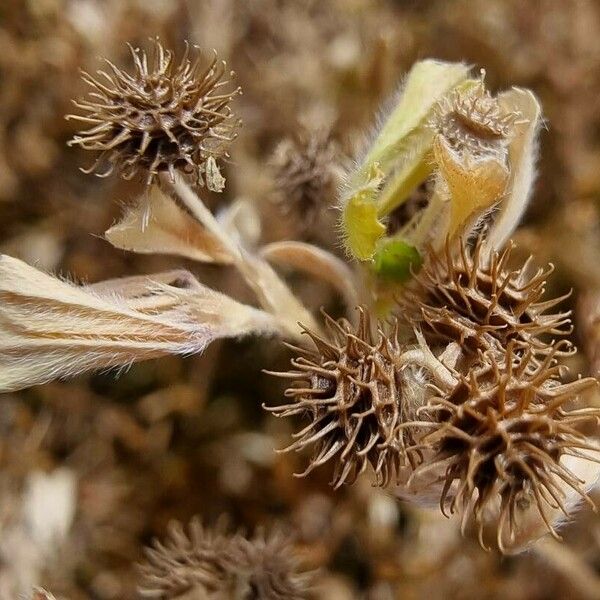 Medicago minima Frutto