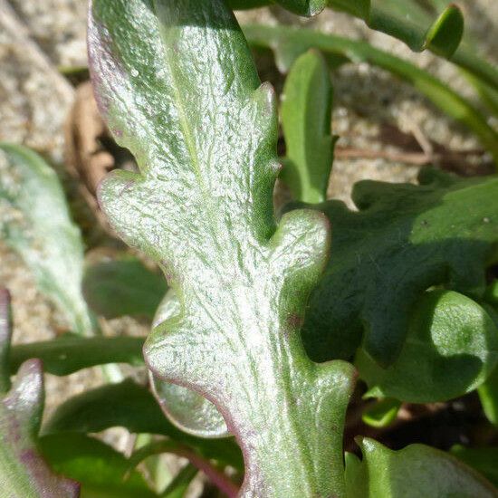 Agoseris apargioides Лист