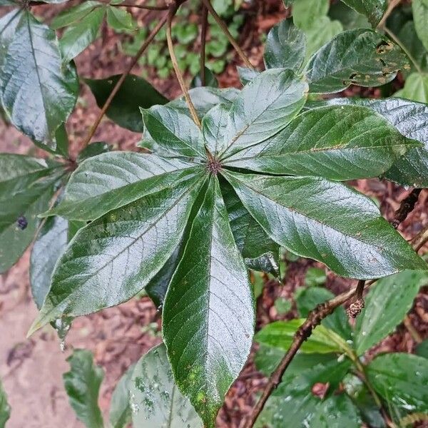 Vitex ferruginea Folla