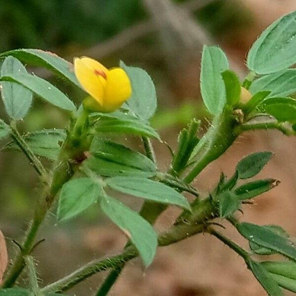 Stylosanthes fruticosa Flower