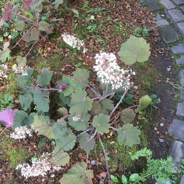 Heuchera sanguinea Yaprak