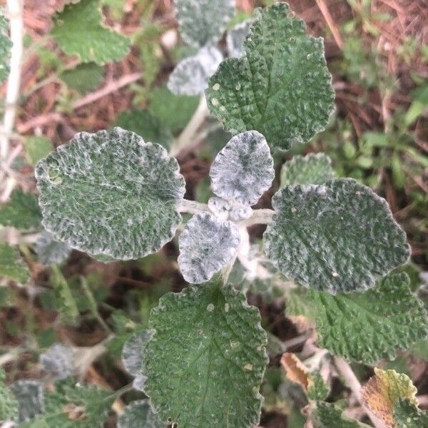 Marrubium vulgare Levél