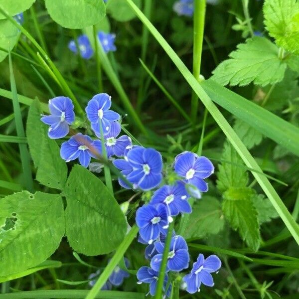 Veronica chamaedrys Flower