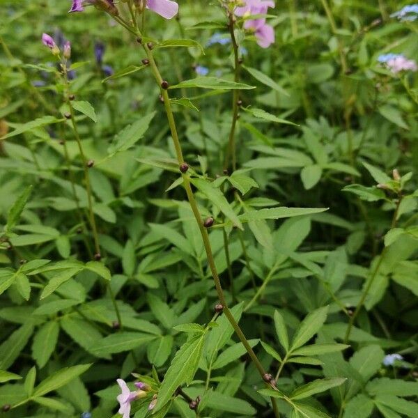 Cardamine bulbifera Habitus