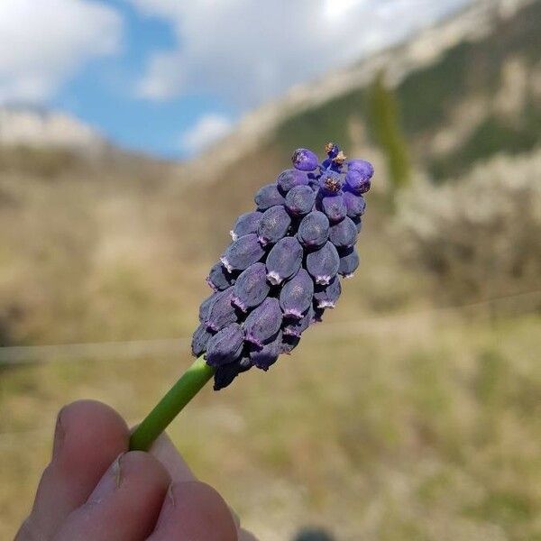 Muscari neglectum फूल