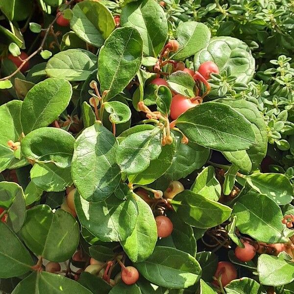 Gaultheria procumbens Folla