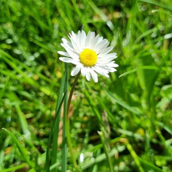 Bellis annua 花