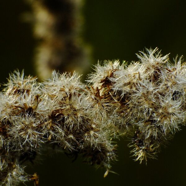 Solidago canadensis Frutto