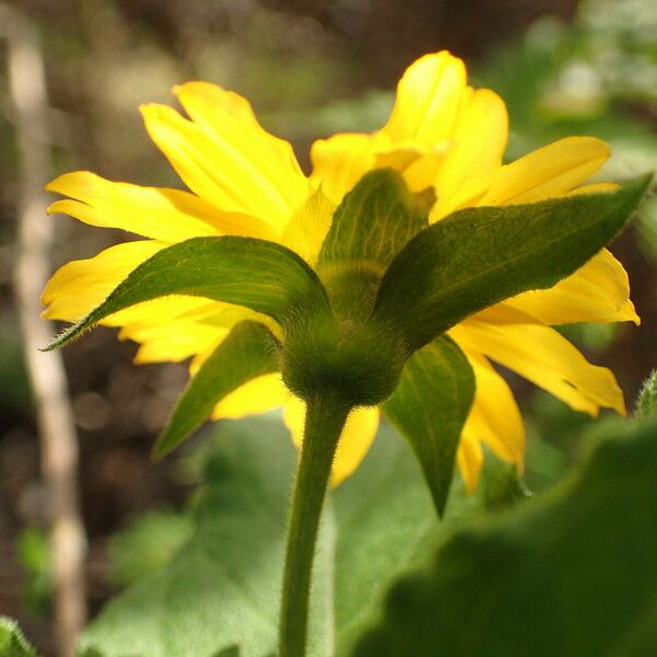 Wedelia calycina Flower