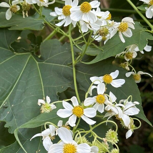 Montanoa hibiscifolia Flower