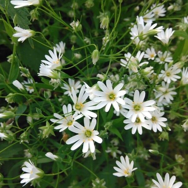 Stellaria palustris Kvet