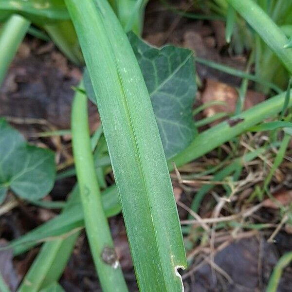 Allium triquetrum Levél