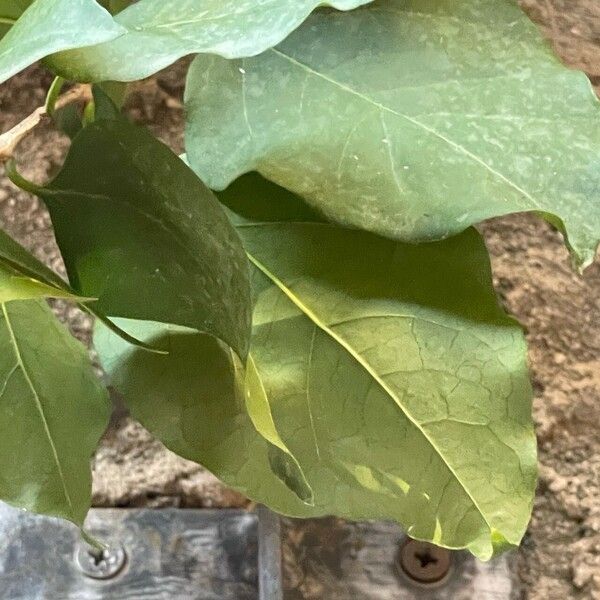 Bougainvillea spectabilis List