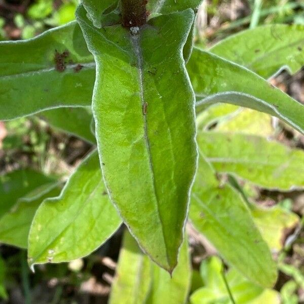 Helichrysum foetidum Leaf