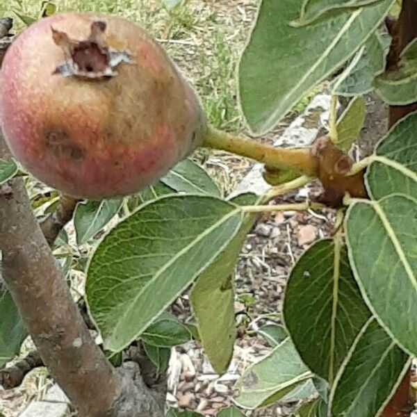 Pyrus communis ഫലം