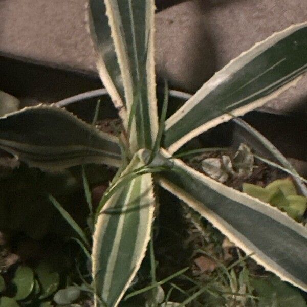 Agave americana Deilen