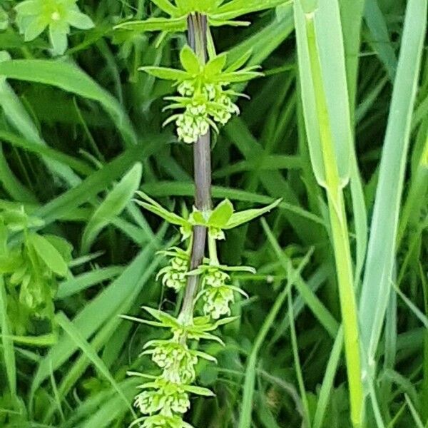 Galium mollugo Blatt